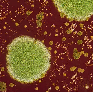 Moldy Studio logo