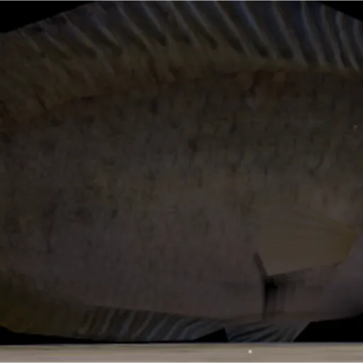 fish map