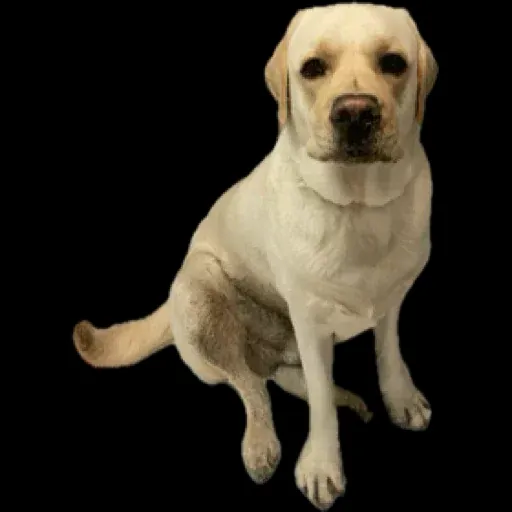 Morgan the Dog in Germany