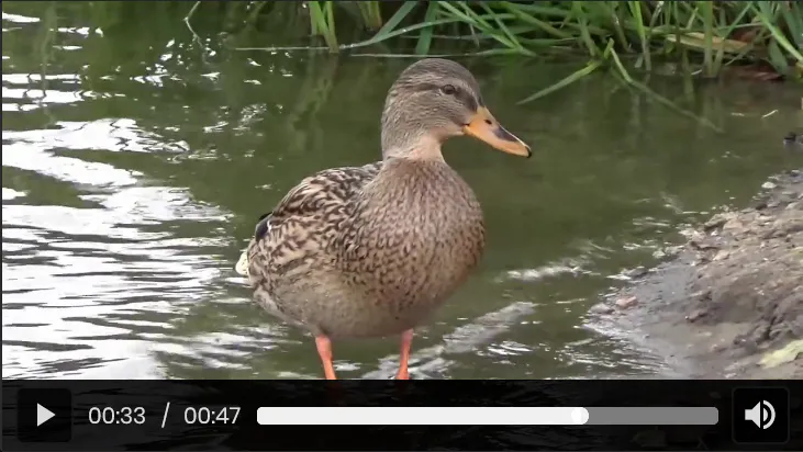duck_video.png
