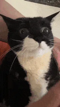 cat-cute.gif