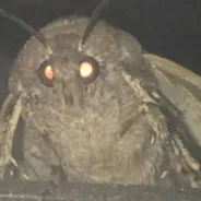 Moth logo