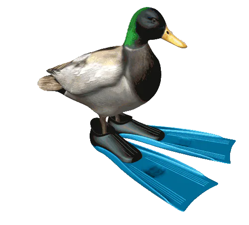 flipping_ducc.gif