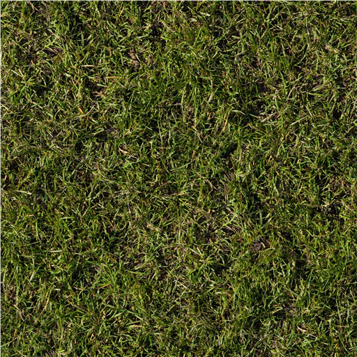 Grass