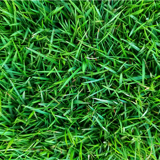 Grass Field