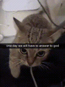 video.gif
