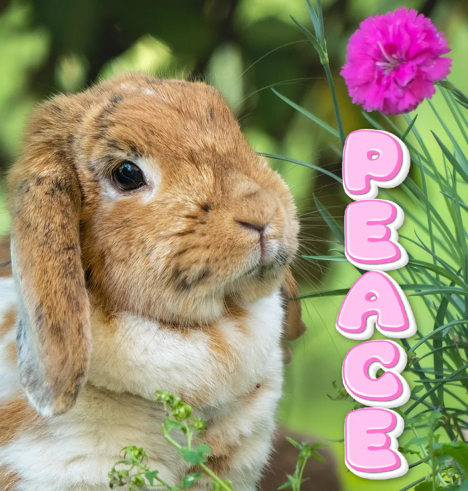 PeaceBunny.png