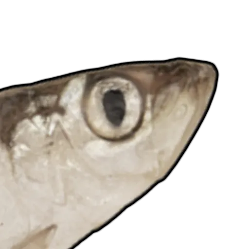 FISH COMMUNITY logo