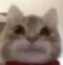 testing_amogus