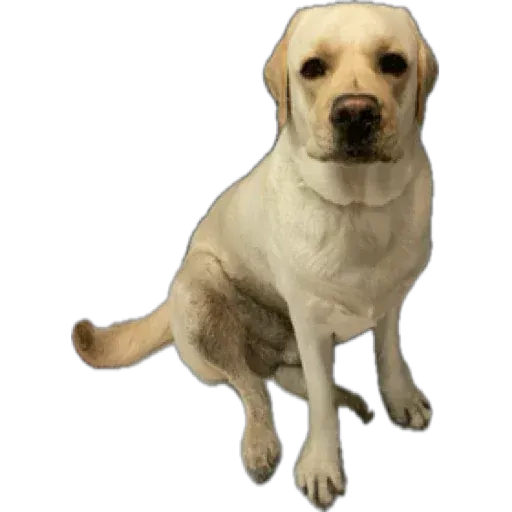 Morgan the Pooch Entertainment logo
