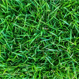 Grass Field thumbnail