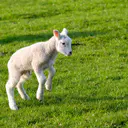 lamb logo
