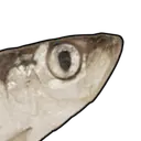 FISH COMMUNITY logo
