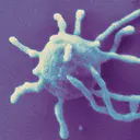 Archaea logo